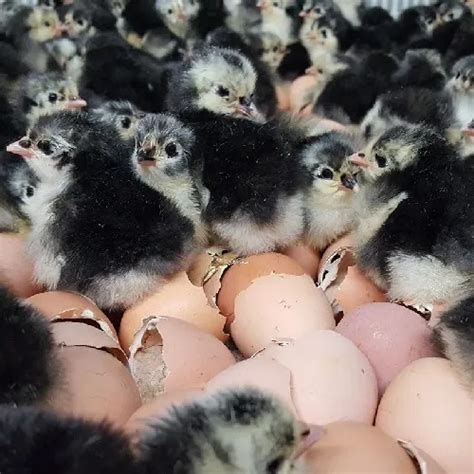 Black Australorp Hatching Eggs Monster Father Gamefarm