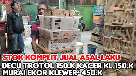 Jual Asal Laku Decu Trotol Rb Kacer Kalimantan Rb Murai Ekor