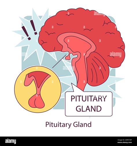 Pituitary Gland Anatomy Human Endocrine System Brain And Hypothalamus Connection Of The