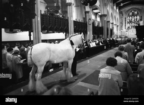 Tetley Horse Hi Res Stock Photography And Images Alamy