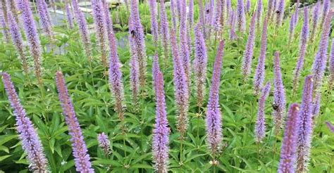 Veronicastrum virginicum 'Red Arrows' op vasteplant.be | Rode pijl ...