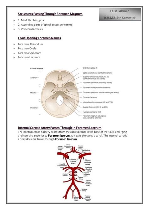 Foramen Magnum