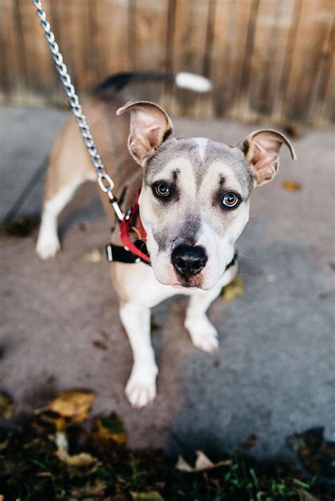 How to rehome your pet - Rescue in Style