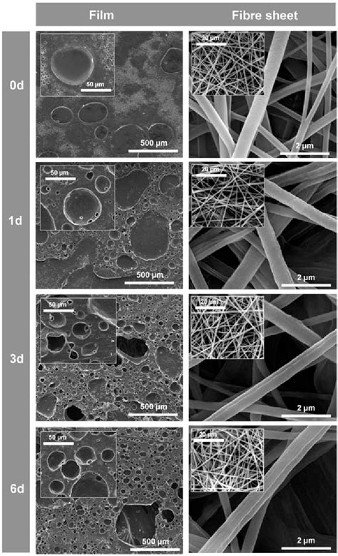 Figure 3 From HMSC Interaction With PCL And PCL Gelatin Platforms A