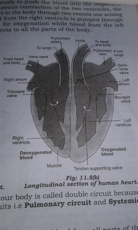 Draw A Sectional View Of Human Heart And Label The Following Parts 1