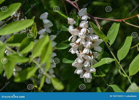 Flores De Florescência De Locustídeo Pretos De X28 Pseudoacacia X29