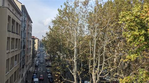 Al Via Il Cantiere Di Potatura Dellalberata Di Corso Regina Margherita