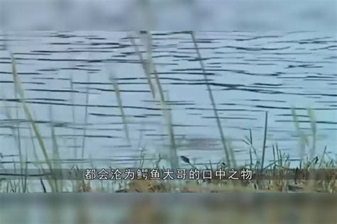 野狗群居然想吃鳄鱼肉，假借喝水设下圈套，镜头拍下全过程