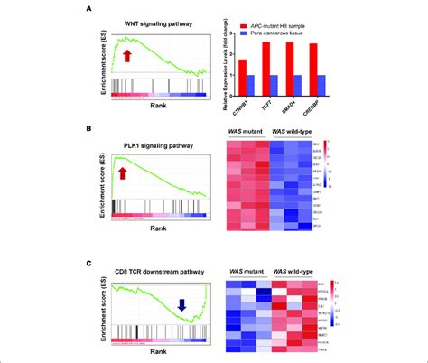 Gene Set Enrichment Analysis Gsea Revealed Activated Or Inactivated Download Scientific