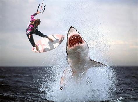 Attack On Surfer Shark Attack Shark Shark Week