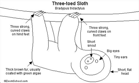 Three-Toed Sloth Printout- EnchantedLearning.com