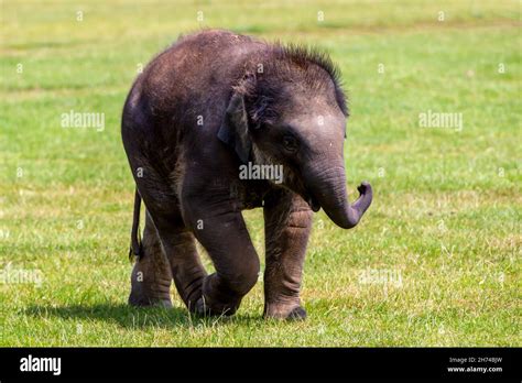 Baby indian elephant hi-res stock photography and images - Alamy