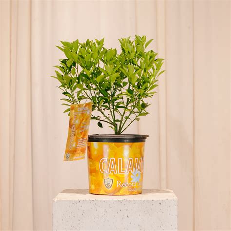 Calamansicalamondin Bush Citrofortunella Microcarpa In A 8 Inch Pot