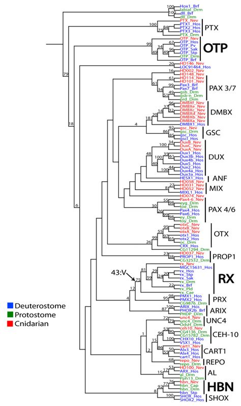 Neighbor Joining Phylogeny Of PRD Class Genes Based On Homeodomain