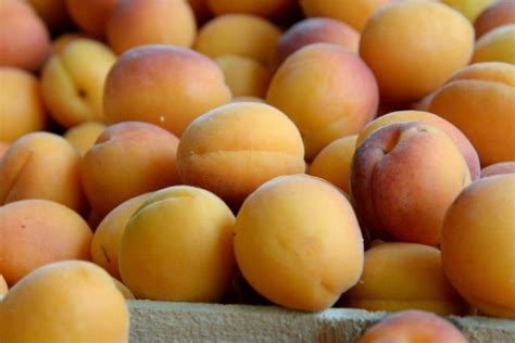 Amandes D Abricots Un Risque D Intoxication Au Cyanure