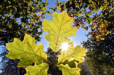 Folhas De Carvalho Americano Quercus Rubra Em Cores De Outono