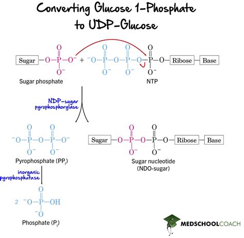 Glycogenesis Pathway