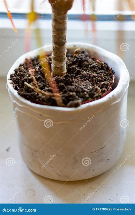 Fotografia Vertical De Uma Planta Num Vaso De Flores Brancas Foto De