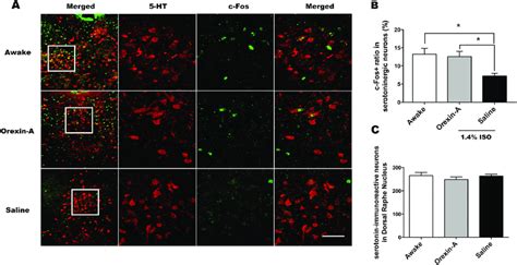 Representative Photomicrographs Of Serotonin Red And C Fos Green