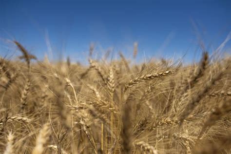 Record-breaking yield winner announced in National Wheat Yield Contest ...