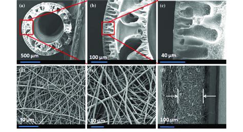 Fesem Images Of Cross Section Of Hollow Fiber Membrane A C Surface