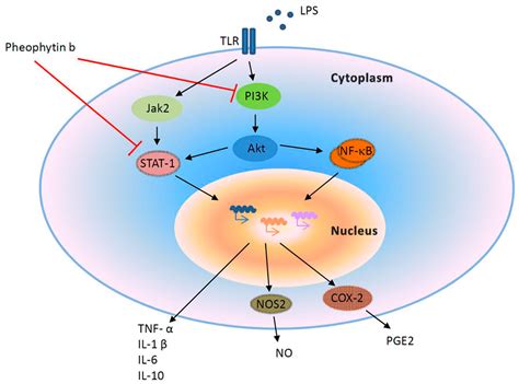 Lipopolysaccharide Induced Nitric Oxide Prostaglandin E And Cytokine