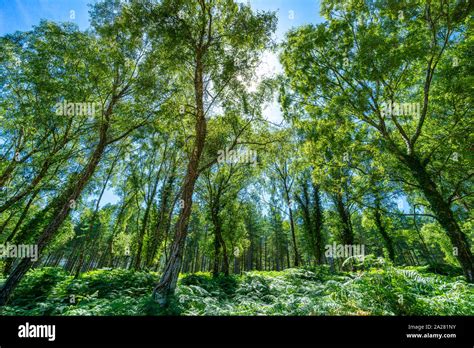 The New Forest National Park In The Summer With The Bright Green Trees