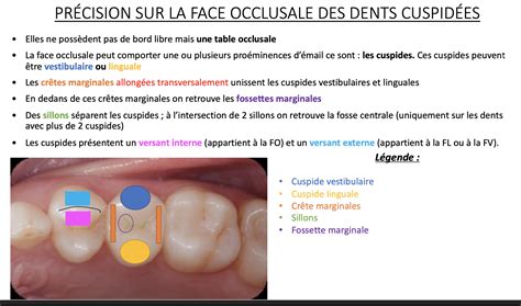 Sillons Fosses Et Fossettes Des Molaires Et Pré Molaires Ue10