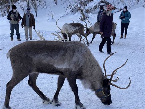 Running Reindeer Ranch lets you meet reindeer up close