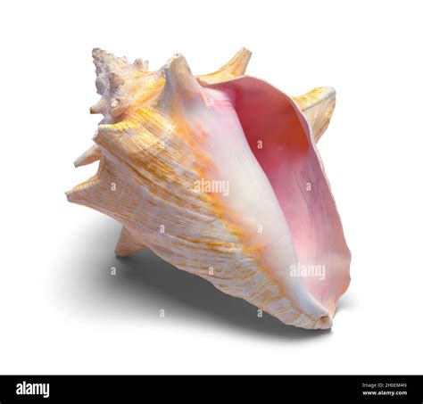 Large Conch Shell Front View Cut Out On White Stock Photo Alamy