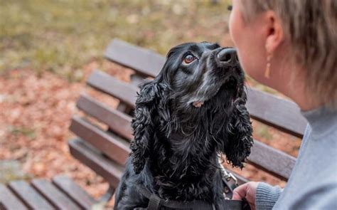 Voici Les 10 Races De Chien Qui Vont Vous émouvoir Animalch