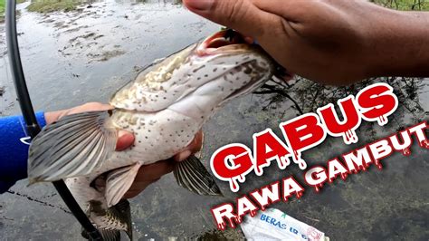 Casting Gabus Di Parit Rawa Gambut Sambaran Bar Bar Gabus Riau