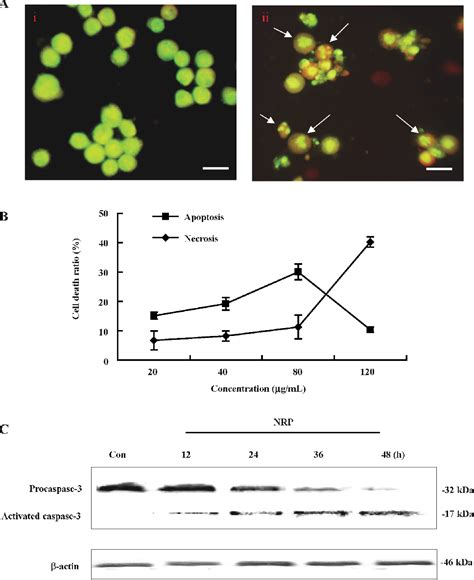 Figure 3 From Roles Of Pi3 Kakt Pathways In Nanoparticle Realgar