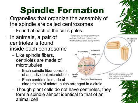 Ppt Chapter Chromosomes And Cell Reproduction Powerpoint