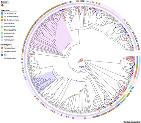 Flagellar Evolution And Flagella Independent Motility In Actinobacteria