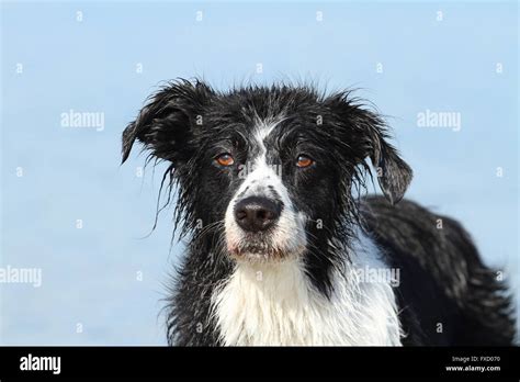 Border Collie Portrait Stock Photo Alamy