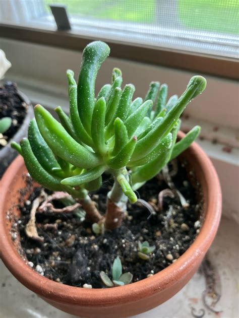 White Dots On Succulent R Plantclinic