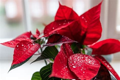 Que Faire Des Poinsettias Après Noël Ne Les Jetez Pas