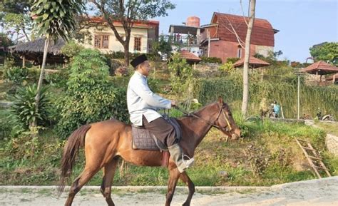 Stable Kuda Kampung Bahasa Arab Al Qur An Bisa