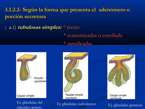 Tejido Glandular Ppt