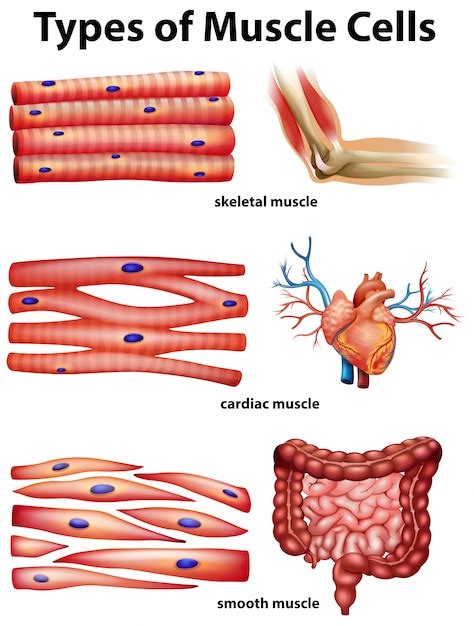 Diagrama que muestra los tipos de células musculares Vector Premium