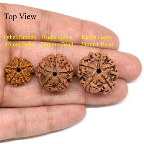 Rudraksha 5 Mukhi