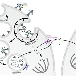 Mode Of Action Of Brentuximab Vedotin In Hodgkin Lymphoma CD30