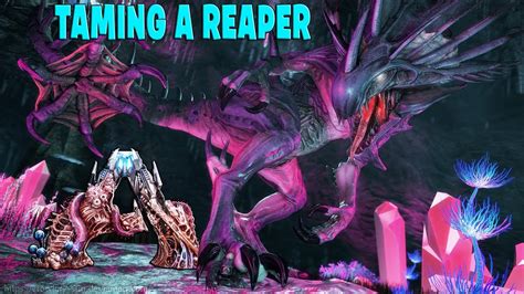 How To Tame A Reaper And How To Get Impregnated By A Reaper Queen Hindi