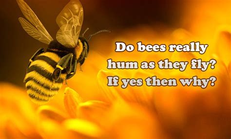 Do Bees Really Hum As They Fly If Yes Then Why