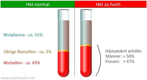 Erythrozyten Rote Blutk Rperchen