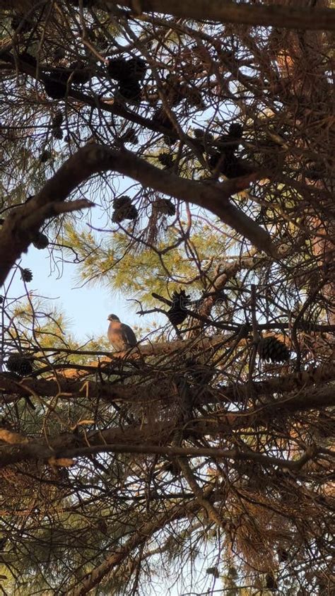 Bird On The Branch Of A Pine Tree Pine Cones Golden Hour Sunlight