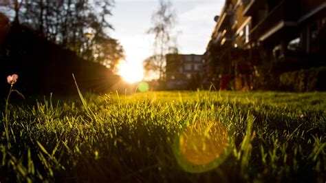 1920x1080 Resolution Photo Of Green Grass During Sunset Hd Wallpaper