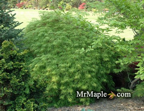 Buy Acer palmatum dissectum 'Waterfall' Japanese Maple – Mr Maple │ Buy ...