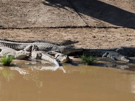 Unos 15 mil cocodrilos se escapan de granja turística en Sudáfrica